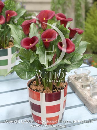 botanic stock photo Zantedeschia