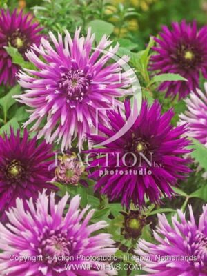 botanic stock photo Dahlia