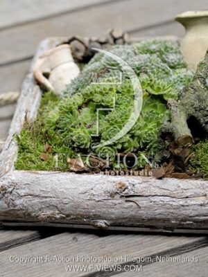 botanic stock photo Sempervivum