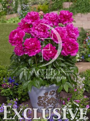 botanic stock photo Paeonia