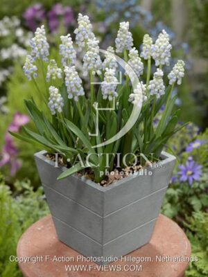 botanic stock photo Muscari