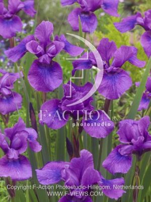 botanic stock photo Iris