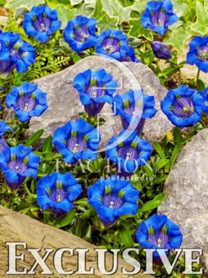 botanic stock photo Gentiana