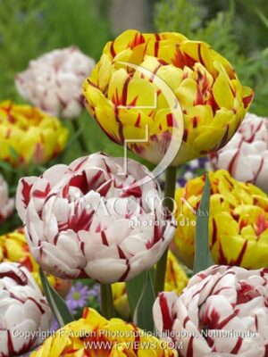botanic stock photo Tulipa