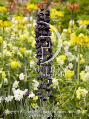 botanic stock photo Fritillaria