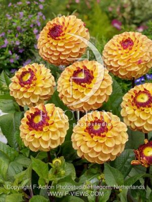 botanic stock photo Dahlia
