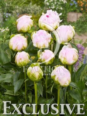botanic stock photo Paeonia