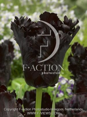 botanic stock photo Tulipa