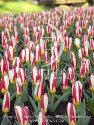 botanic stock photo Tulipa