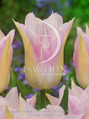botanic stock photo Tulipa