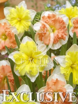 botanic stock photo Narcissus