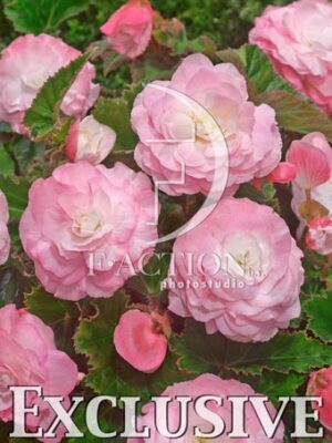 botanic stock photo Begonia