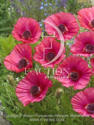botanic stock photo Papaver