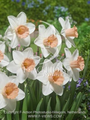 botanic stock photo Narcissus