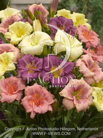 botanic stock photo Hemerocallis