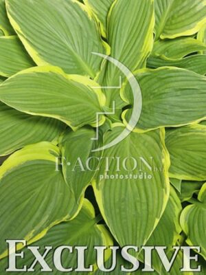 botanic stock photo Hosta