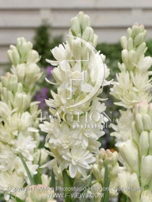 botanic stock photo Polianthes