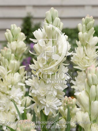 botanic stock photo Polianthes