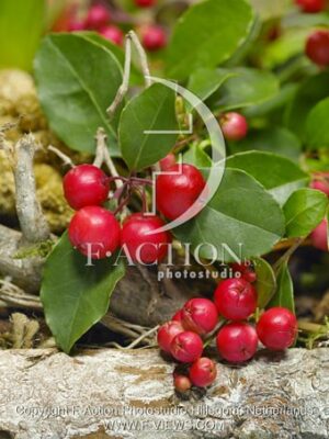 botanic stock photo Gaultheria