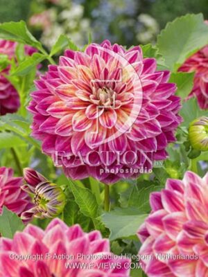 botanic stock photo Dahlia