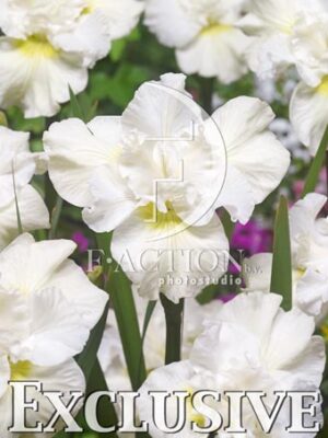 botanic stock photo Iris