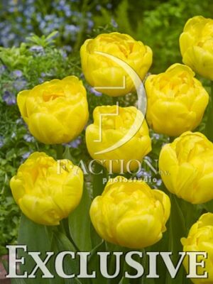 botanic stock photo Tulipa