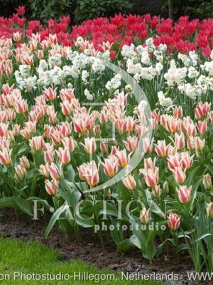 botanic stock photo Tulipa