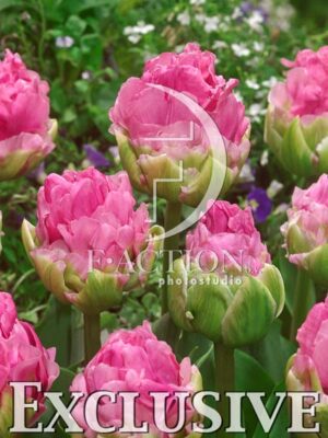 botanic stock photo Tulipa