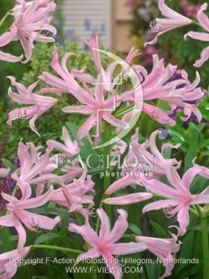 botanic stock photo Amarine