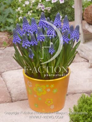 botanic stock photo Muscari