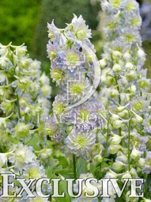botanic stock photo Delphinium