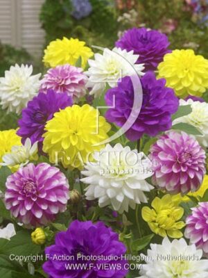 botanic stock photo Dahlia