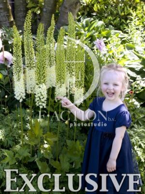 botanic stock photo Eremurus