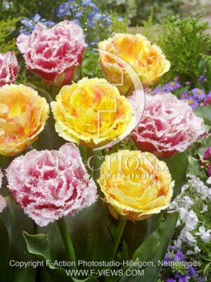 botanic stock photo Tulipa