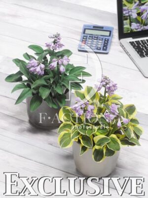 botanic stock photo Hosta