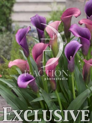 botanic stock photo Zantedeschia
