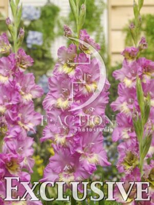 botanic stock photo Gladiolus