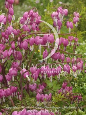 botanic stock photo Dicentra