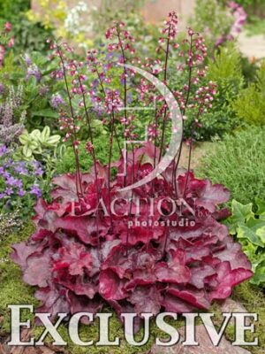 botanic stock photo Heuchera