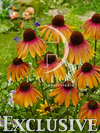 botanic stock photo Echinacea