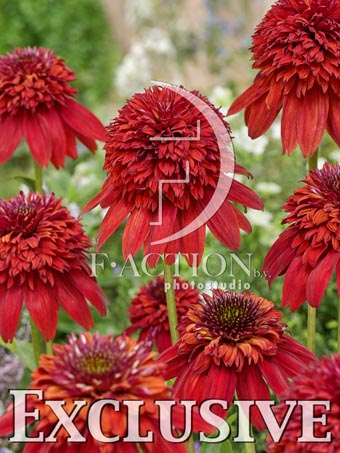 botanic stock photo Echinacea
