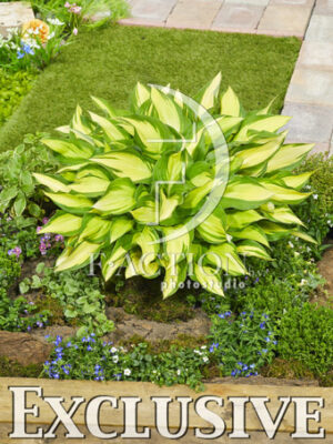 botanic stock photo Hosta