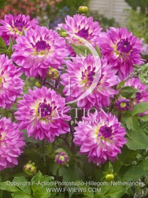 botanic stock photo Dahlia