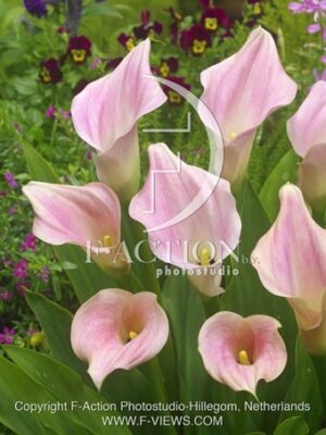 botanic stock photo Zantedeschia