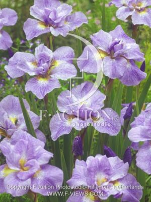 botanic stock photo Iris