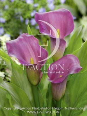 botanic stock photo Zantedeschia