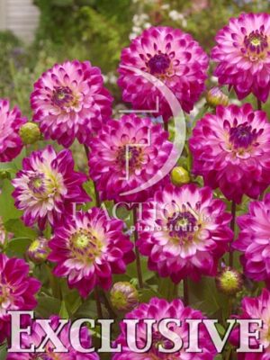 botanic stock photo Dahlia