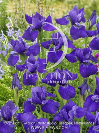 botanic stock photo Iris