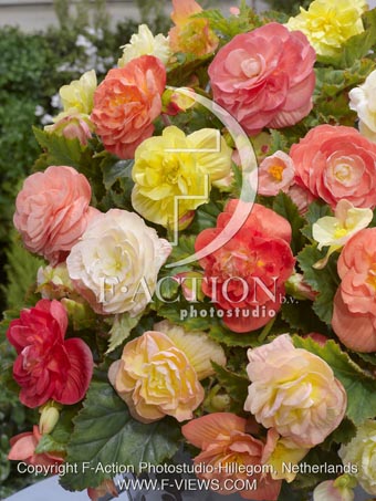 botanic stock photo Begonia