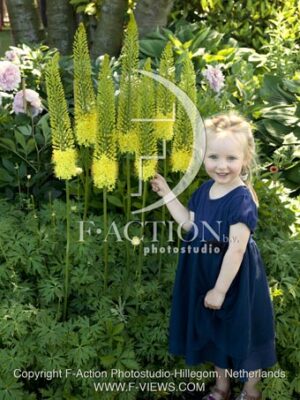 botanic stock photo Eremurus